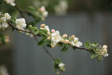 Spring branch of an apple tree with white and soft pink budding buds and young green leaves. High quality photo