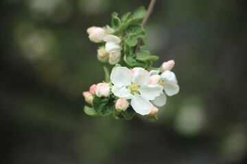 Macro Spring branch of an apple tree with white and soft pink budding buds and young green leaves. High quality photo