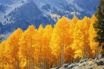 Autumn Aspens in Colorado: Golden Trees Along Lilypad Lake Trail near Frisco