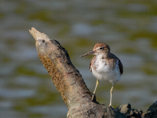 Common Sandpiper - Actitis hypoleucos in Australia