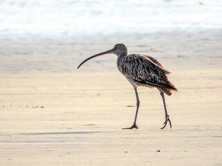 Far Eastern Curlew - Numenius madagascariensis in Australia