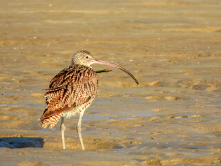 Far Eastern Curlew - Numenius madagascariensis in Australia