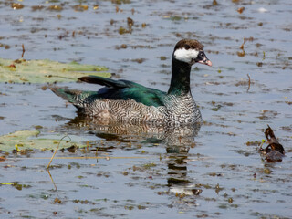 Obraz premium Green Pygmy-Goose - Nettapus pulchellus in Australia