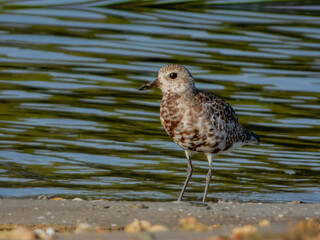 Grey Plover - Pluvialis squatarola in Australia