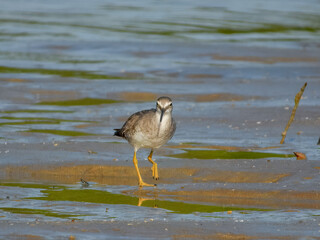 Grey-tailed Tattler - Tringa brevipes in Australia