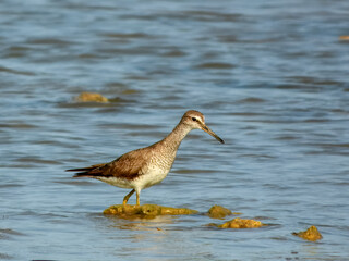 Grey-tailed Tattler - Tringa brevipes in Australia