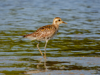 Stunning native bird found across outback Australia.
