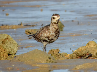 Stunning native bird found across outback Australia.