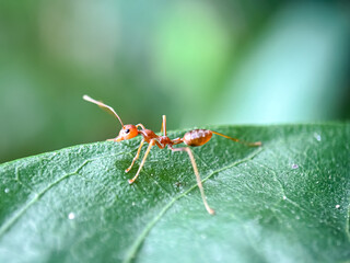 Close up of weaving ants on green leaves