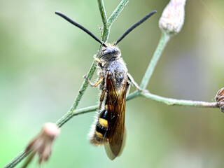 Close up of scoliid wasp