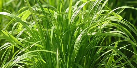 A lush green plant with long, thin leaves. The leaves are green and appear to be healthy