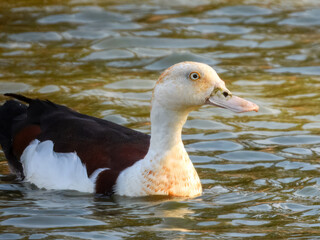 Radjah Shelduck - Radjah radjah in Australia