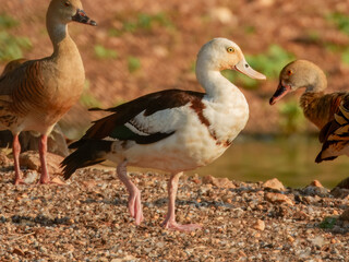 Radjah Shelduck - Radjah radjah in Australia