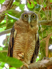 Rufous Owl - Ninox rufa in Australia