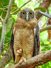 Rufous Owl - Ninox rufa in Australia