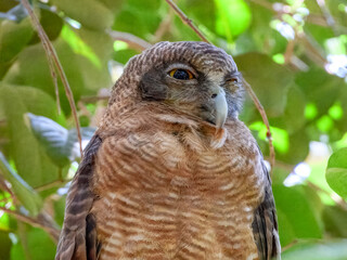 Rufous Owl - Ninox rufa in Australia