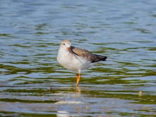Terek Sandpiper - Xenus cinereus in Australia