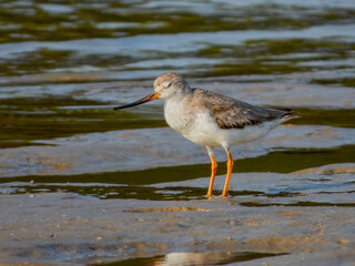 Terek Sandpiper - Xenus cinereus in Australia