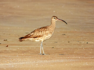 Whimbrel - Numenius phaeopus in Australia
