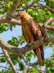 Whistling Kite - Haliastur sphenurus in Australia