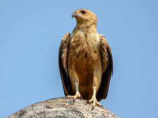 Whistling Kite - Haliastur sphenurus in Australia