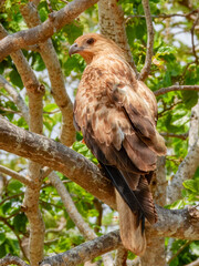 Whistling Kite - Haliastur sphenurus in Australia