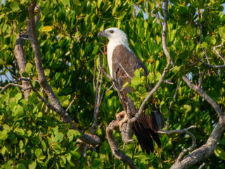 White-bellied Sea-Eagle - Icthyophaga leucogaster in Australia