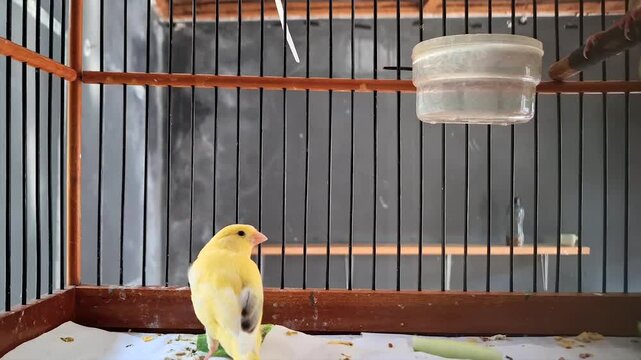 A Yellow Canary Bird Is On The Floor In A Cage