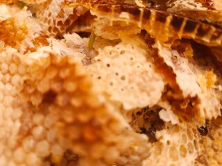 Close-up image shows a bee on a golden honeycomb with its perfect hexagonal structure, capturing the hard-working insect in an apiary hive as it collects and produces honey— Honey Extraction
