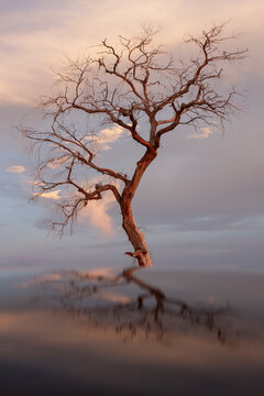 Gnarly wiry bare tree reflected in dark surface