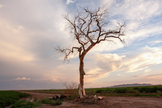 Gnarly wiry bare tree in a farm field under dramatic sky