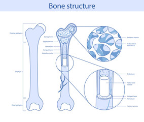 Vector medical education bone structure drawn in cartoon style.