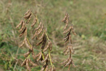 dry soybean pods redy for harvest