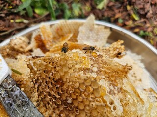Close-up image shows a bee on a golden honeycomb with its perfect hexagonal structure, capturing the hard-working insect in an apiary hive as it collects and produces honey— Honey Extraction