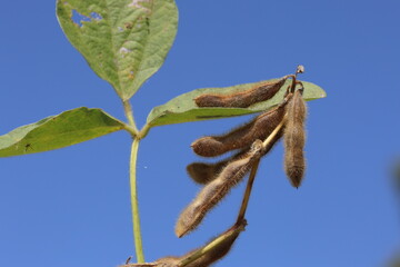 dry soybean pods redy for harvest
