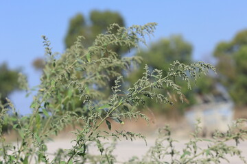 A branch of the white goosefoot or lambsquarters (Chenopodium album)