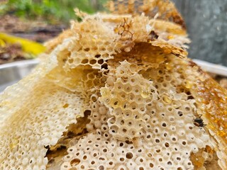 Close-up image shows a bee on a golden honeycomb with its perfect hexagonal structure, capturing the hard-working insect in an apiary hive as it collects and produces honey— Honey Extraction