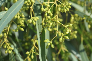 seed pods of eucalyptus tree