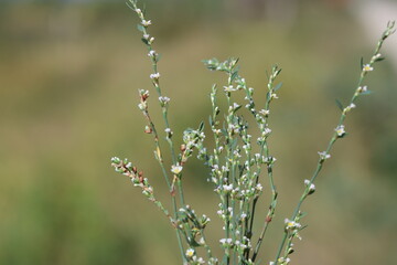 Horsetail Knotweed (Polygonum equisetiforme) in summer