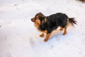 A fluffy black-and-tan stray dog with beautiful fuzzy ears walks down the street in the winter cold