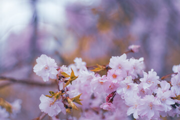 桜の花