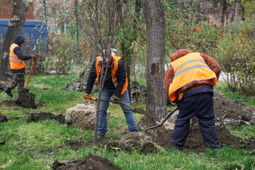 Planting trees in the city park. Improvement and landscaping. Photo. Natural lighting