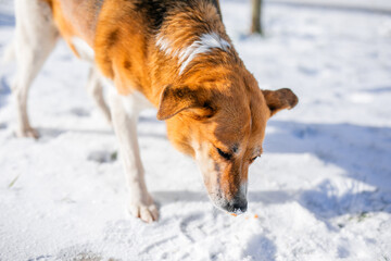 A homeless, large white-and-tan old dog on the street in the harsh winter cold is searching for shelter