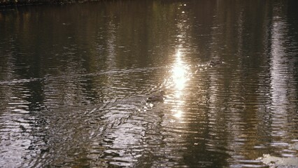 Duck swimming on water reflecting sunlight.