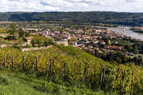 Photo du vignoble duPhoto du vignoble du Cote-Rotie avec vue sur le village de Condrieu. Cote-Rotie &agrave; Condrieu.
