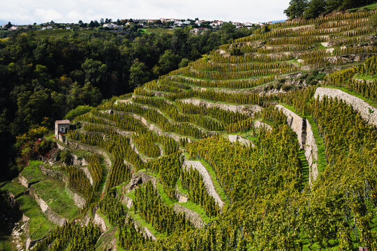 Photo du vignoble du Cote-Rotie &agrave; Condrieu.