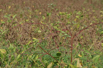 jute mallow or Jew's mallow or Nalita jute (Corchorus olitorius)