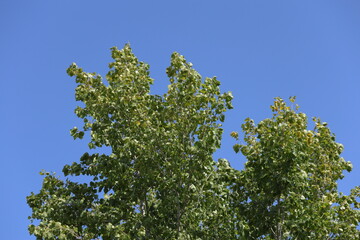 canopy of poplar tree, also known as cottonwood