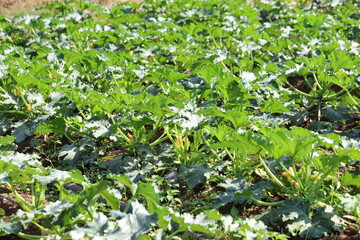 zucchini plant in the field