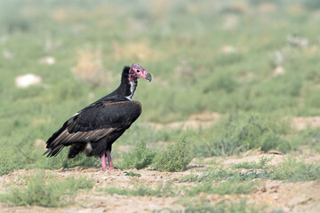 red-headed vulture (Sarcogyps calvus), also known as the Asian king vulture, an Old World vulture at Desert National Park in Rajasthan, India